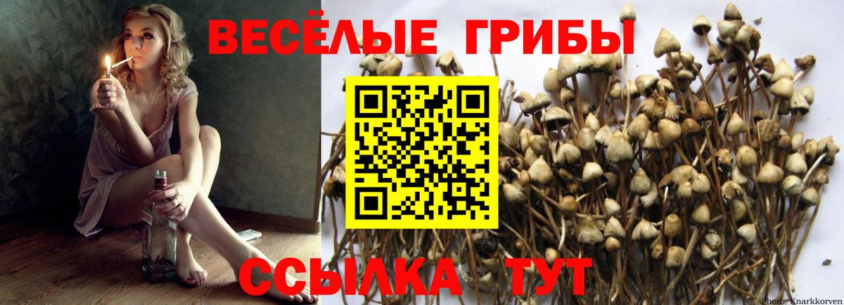 Псилоцибиновые грибы Psilocybine cubensis  Вход с VPN  Псков 
